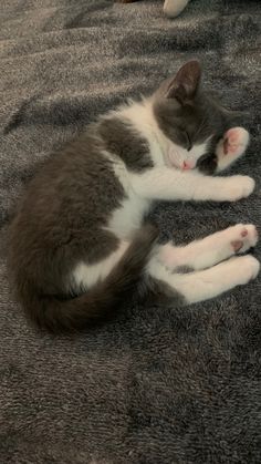 a grey and white cat laying on top of a gray carpet next to a stuffed animal