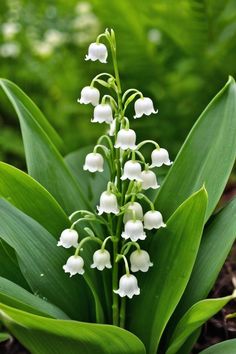 white flowers are blooming in the garden