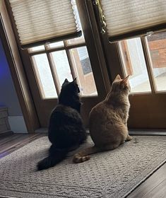 two cats are sitting on the floor looking at each other in front of an open door