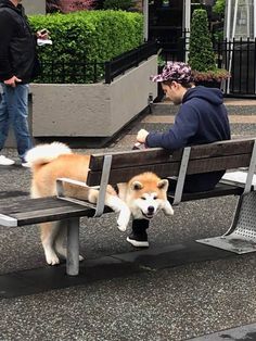 a man sitting on top of a wooden bench next to a brown and white dog