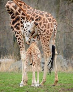 two giraffes are standing next to each other in the grass