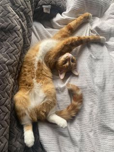 an orange and white cat laying on top of a bed