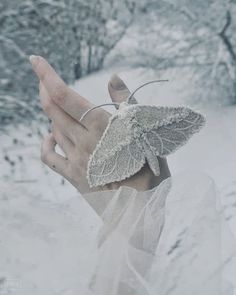 a butterfly that is sitting on someone's hand outside in the snow with it's wings spread out