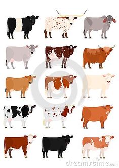 cows in different colors and sizes