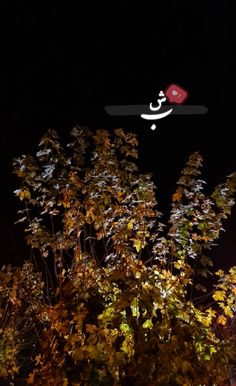an arabic sign is lit up in the night sky above some trees and bushes with leaves on them