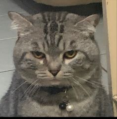 a gray cat sitting on top of a tiled floor