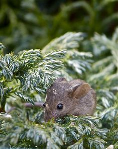 a small mouse sitting on top of a green tree filled with leaves and branches in front of the camera