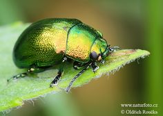 a green beetle sitting on top of a leaf