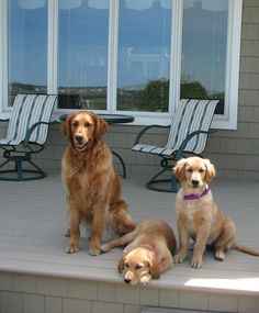three dogs are sitting on the front porch