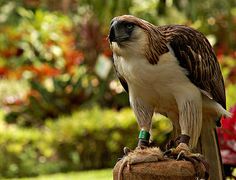 a bird sitting on top of a glove in front of some flowers and trees,