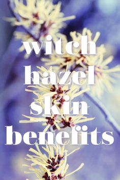 Witch Hazel-An Affordable DO-IT-ALL Every Beauty Cabinet Should Have! - Jenni Raincloud What Is Witch Hazel, Best Witch Hazel, Diy Vitamin C Serum, Witch Hazel For Skin, Thayers Witch Hazel, Natural Face Care, Essential Oils For Headaches, Natural Pain Relievers, Health Post