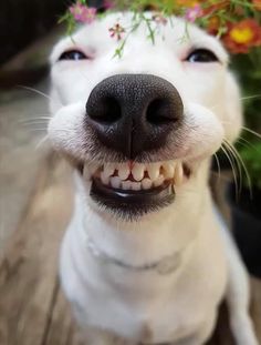 a close up of a dog with flowers on its head and mouth smiling at the camera