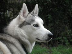 a husky dog with blue eyes sitting in the grass