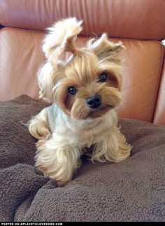 a small dog sitting on top of a couch
