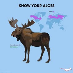 the moose is standing next to the world map
