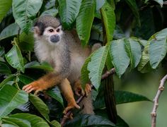 a squirrel sitting on top of a tree branch in a forest filled with green leaves