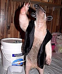 a small animal standing on its hind legs next to a bucket of water and a bottle