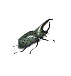 Bug Icons, Bug Icon, Beetle Png, Bug Png, Screen Savers, App Icon, Bugs, White Background, Bugs And Insects