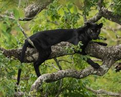 a black cat sitting on top of a tree branch
