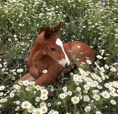 a brown and white horse laying in a field of flowers