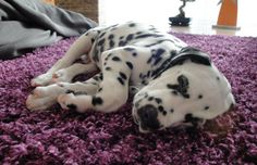 a dalmatian dog laying on top of a purple rug