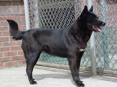 a black dog standing in front of a chain link fence with its tongue hanging out