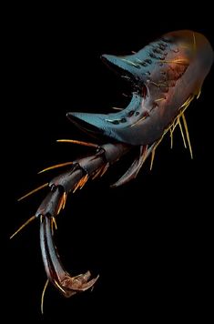 an animal that is laying down with its mouth open