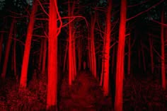 a path in the middle of a forest with red light coming from it's trees