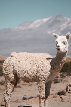 an alpaca standing in the desert with mountains in the background and rocks on the ground