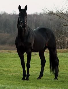 a black horse standing in the middle of a field with trees in the back ground