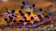 a pink and yellow sea slug with black dots