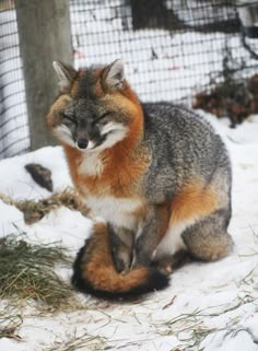 a fox sitting in the snow with its eyes closed