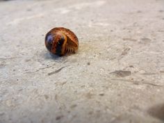 a snail is crawling on the ground