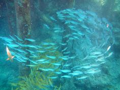 a large group of fish swimming in the ocean