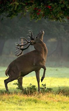 a large deer standing on its hind legs with it's head up to the ground