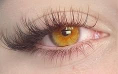 Pretty Eyes Color, Honey Eyes, Hazel Green Eyes, Beautiful Eyes Color, Amber Eyes, Beauty Goals, Yellow Eyes, Fullmetal Alchemist, Long Lashes