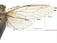 an insect's body and wings are labeled