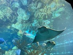 an aquarium filled with lots of different types of fish and sea creatures in the water