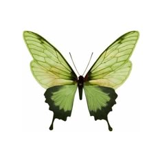a green butterfly with the words natural medicine on it