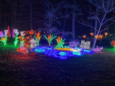 an array of lights in the shape of animals and plants on display at night time