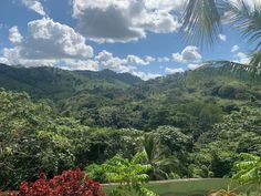 a lush green forest filled with lots of trees under a blue sky and white clouds