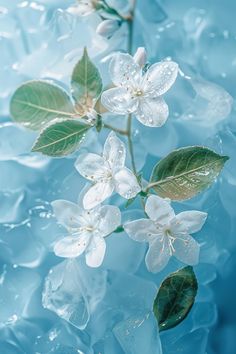 some white flowers and green leaves floating in water with bubbles on the surface, close up
