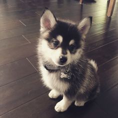 a small dog sitting on top of a hard wood floor