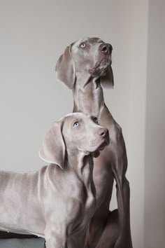 two dogs are standing next to each other