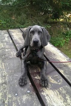 a gray dog sitting on top of a wooden table