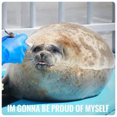 a seal is laying on the ground with its mouth open
