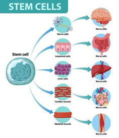 the diagram shows how stem cells work and what they can do to help with them