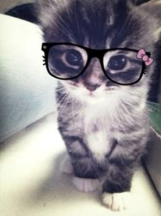 a small kitten wearing glasses on top of a table