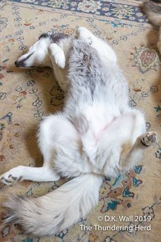 a white and gray dog laying on top of a rug