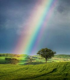 a rainbow in the sky over a green field with a lone tree and hills behind it